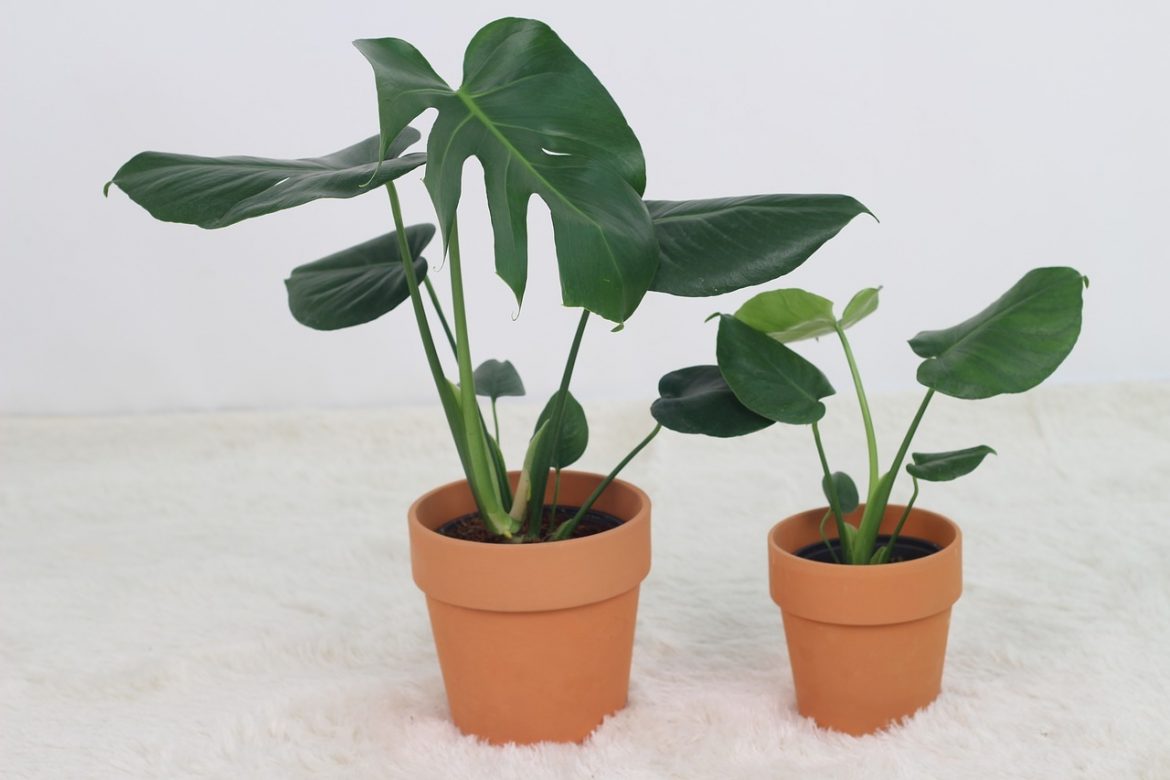 Un guide d’entretien du Pilea pour la plante la plus populaire sur Instagram