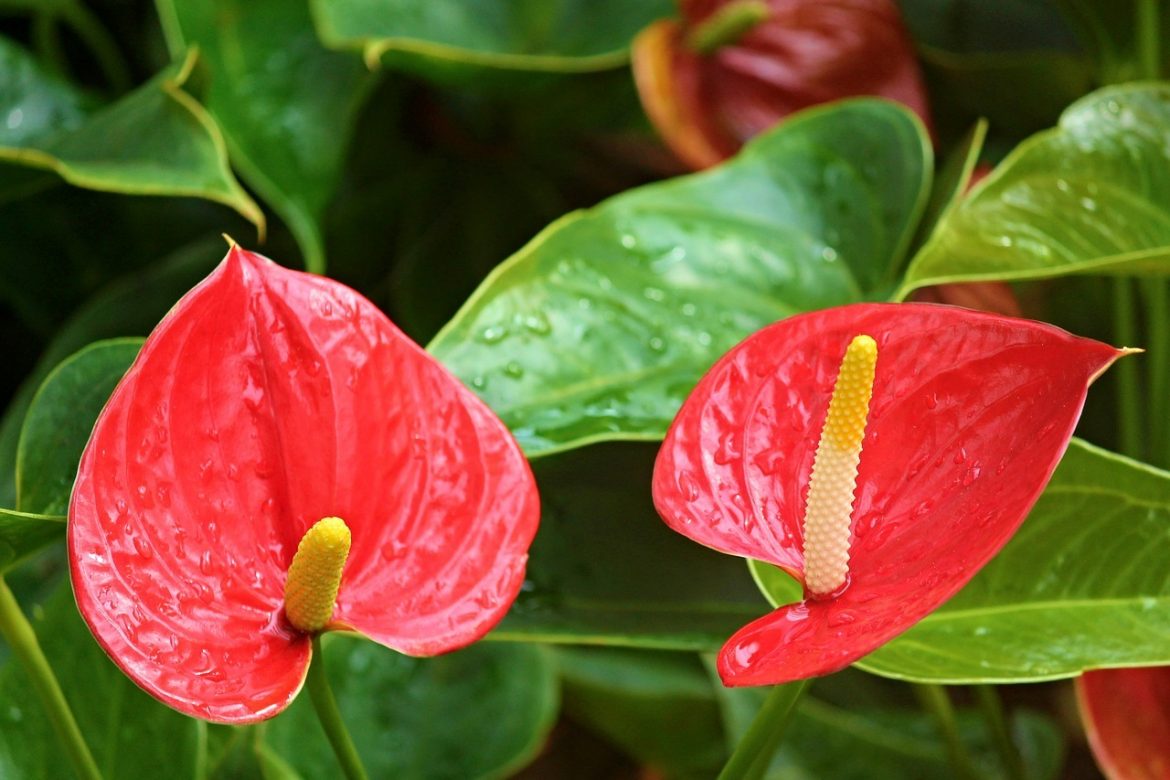 Soins de l’Anthurium Clarinervium. Comment cultiver l’Anthurium carton velours