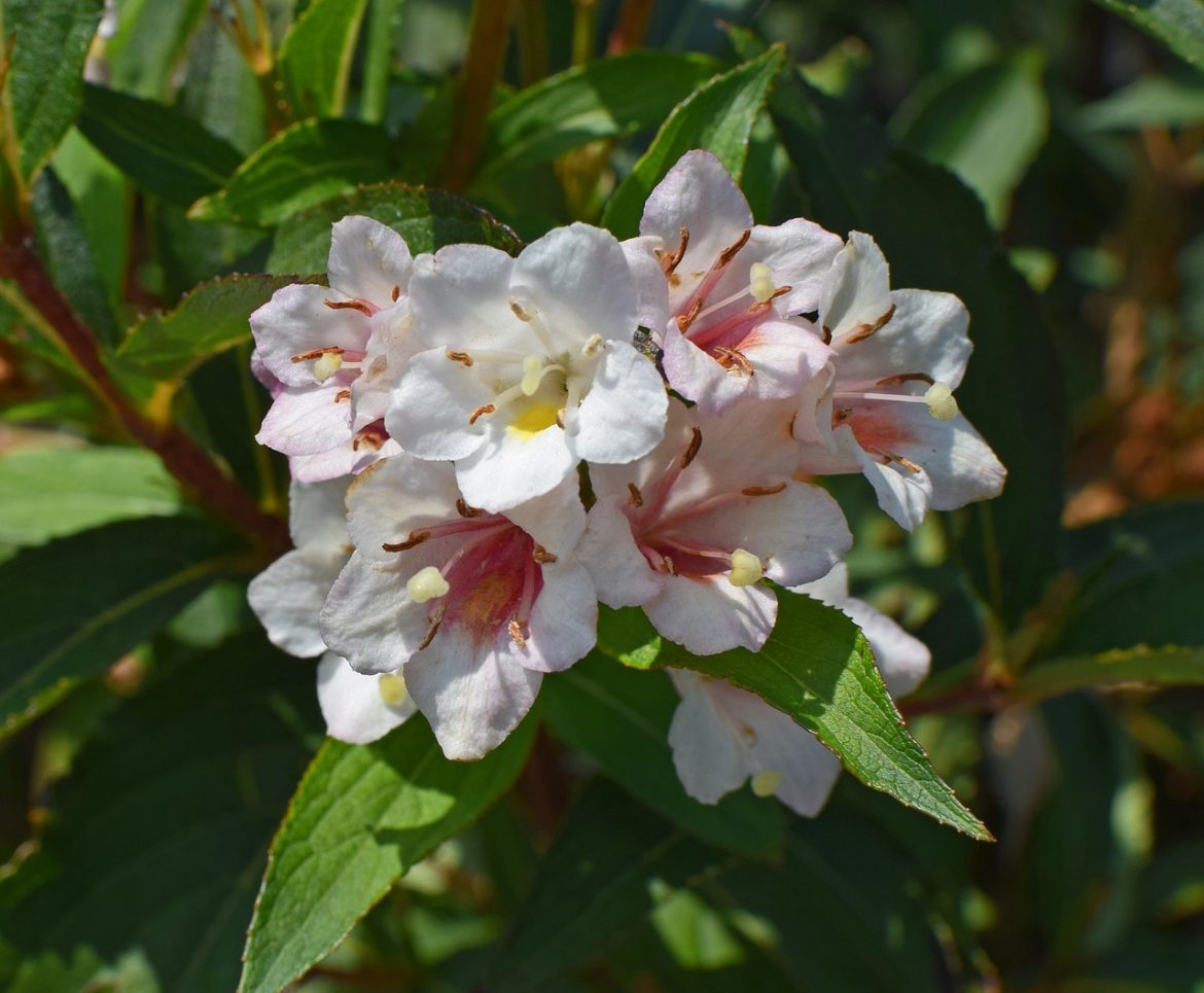 Les meilleures plantes pour les petits jardins