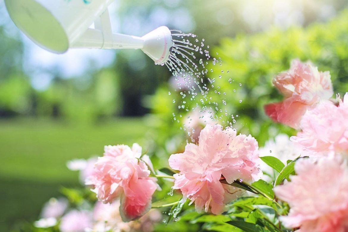 Comment prendre soin de vos plantes pendant l’été ?